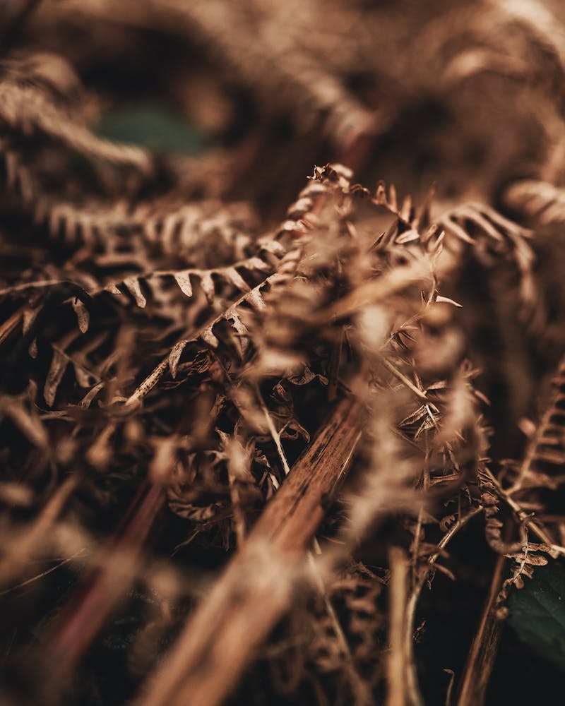 Los Angeles skyline at sunset