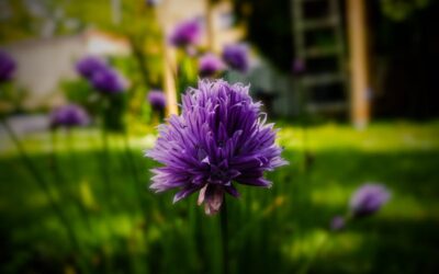 Rhine Valley Vaduz Liechtenstein